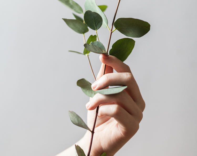 Conscious Consumer
