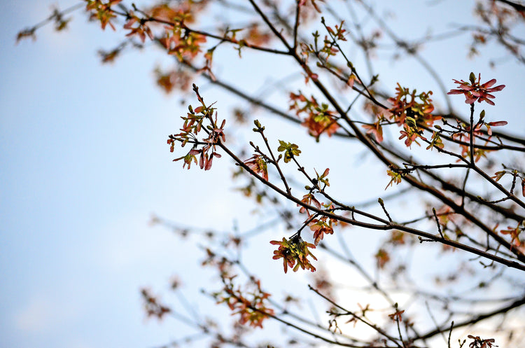Ostara - Spring Collection