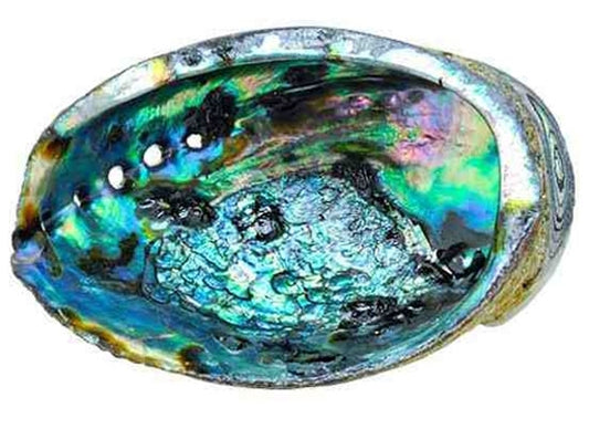 Green Abalone Shell