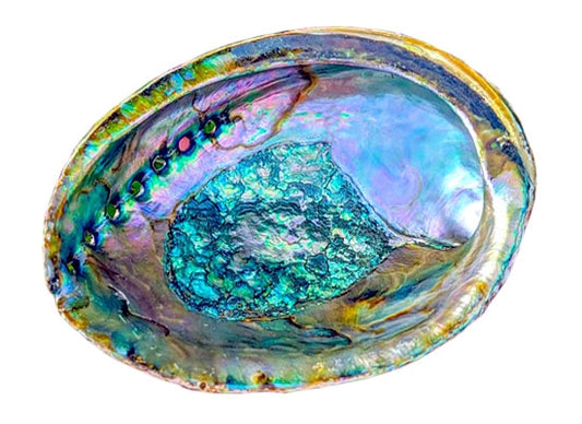 Pink Abalone Shell, 5-6"